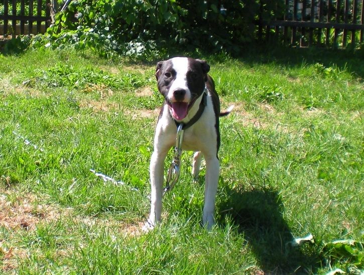 Photo of the dog