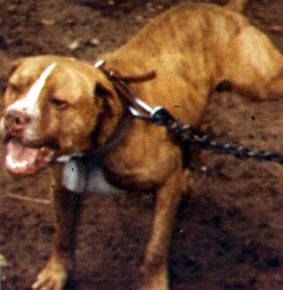 Photo of the dog