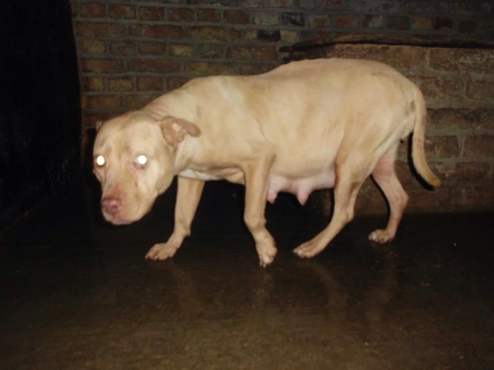 Photo of the dog