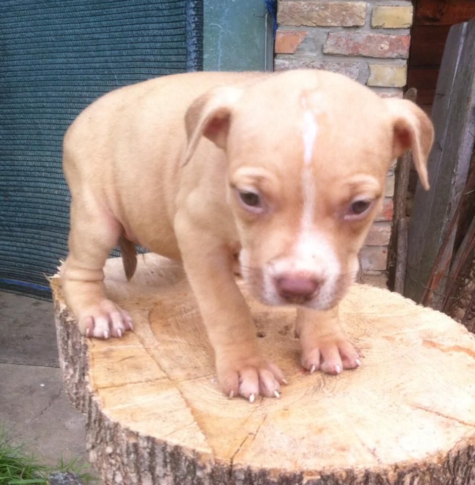 Photo of the dog