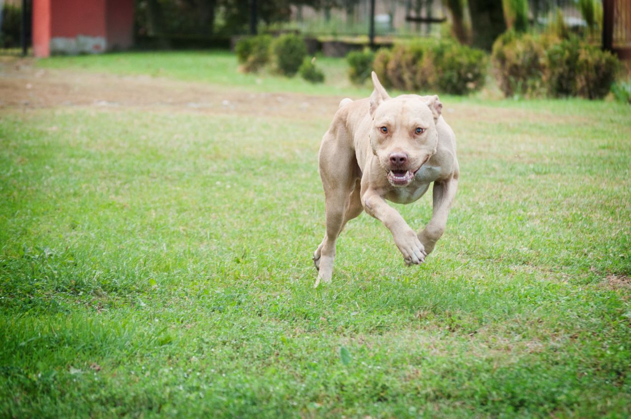 Photo of the dog