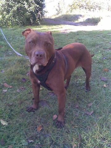 Photo of the dog