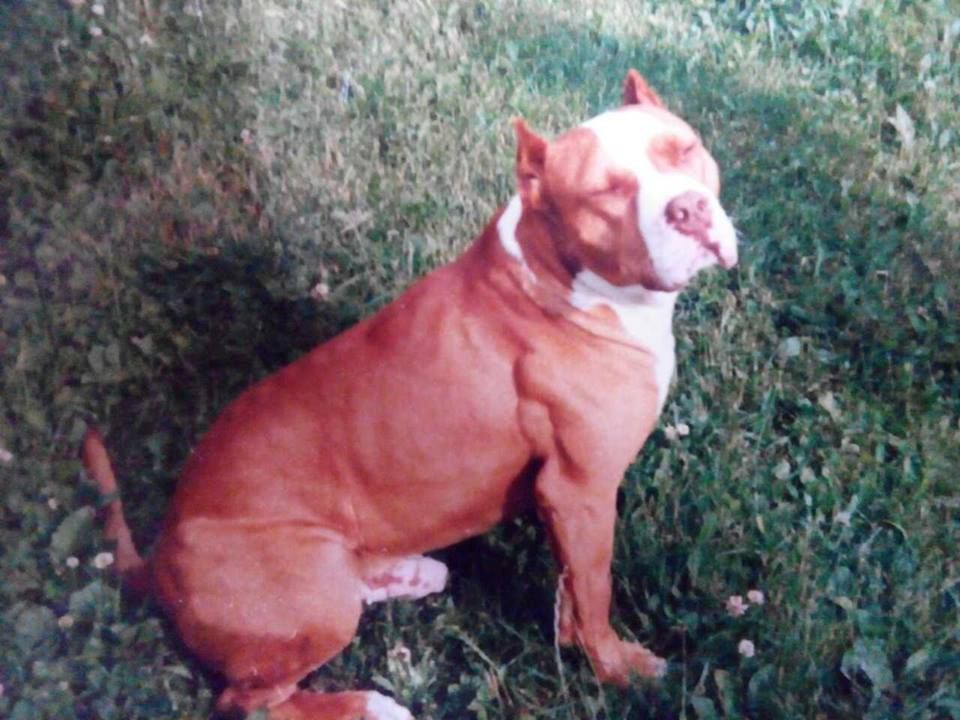 Photo of the dog