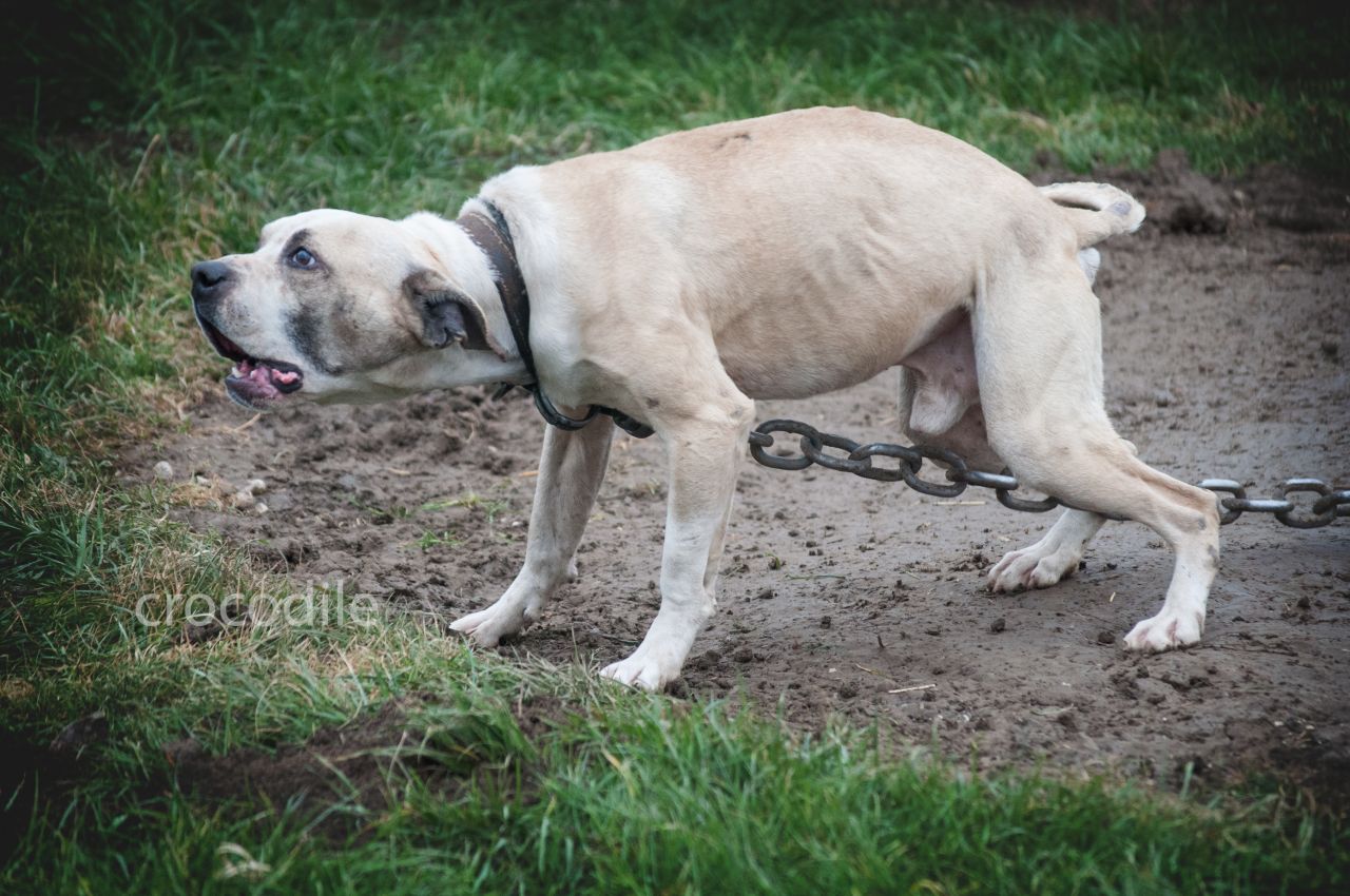 Photo of the dog