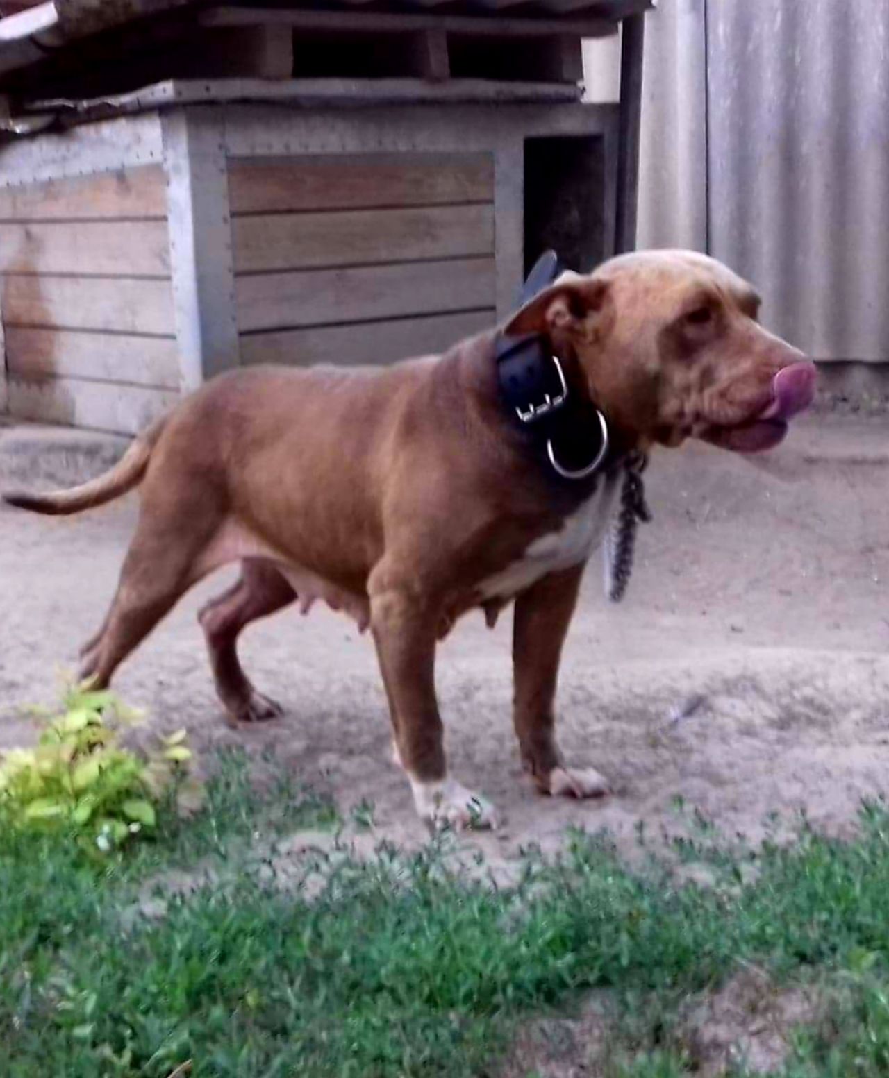 Photo of the dog