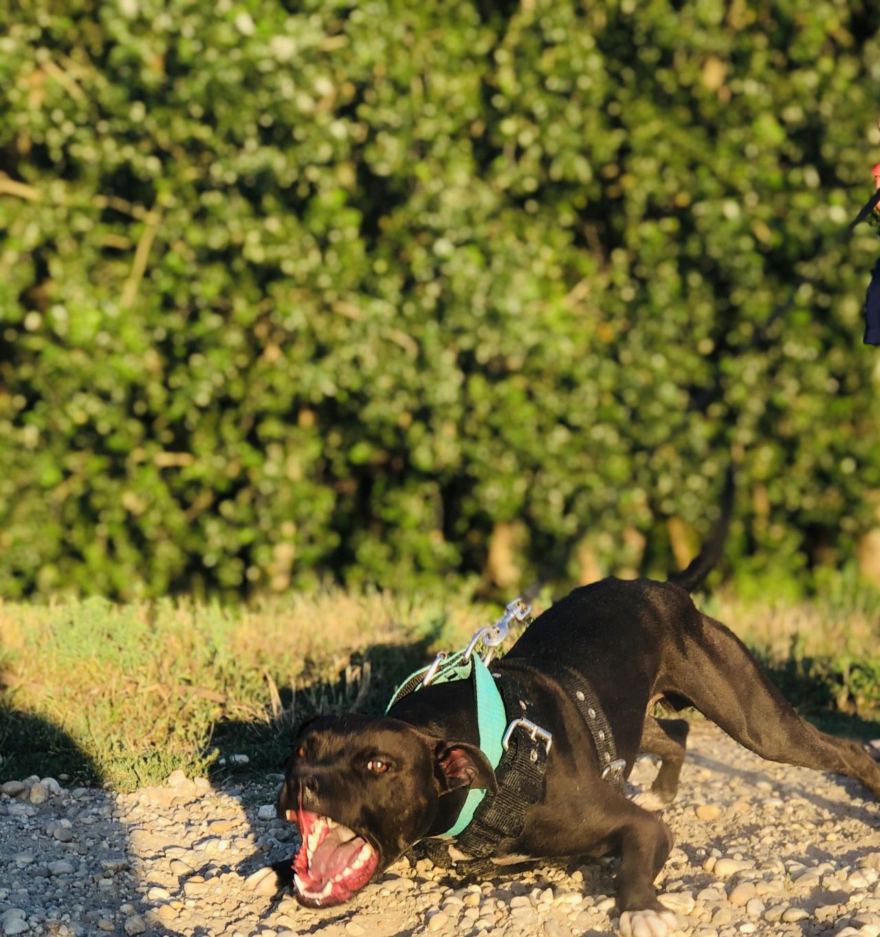 Photo of the dog