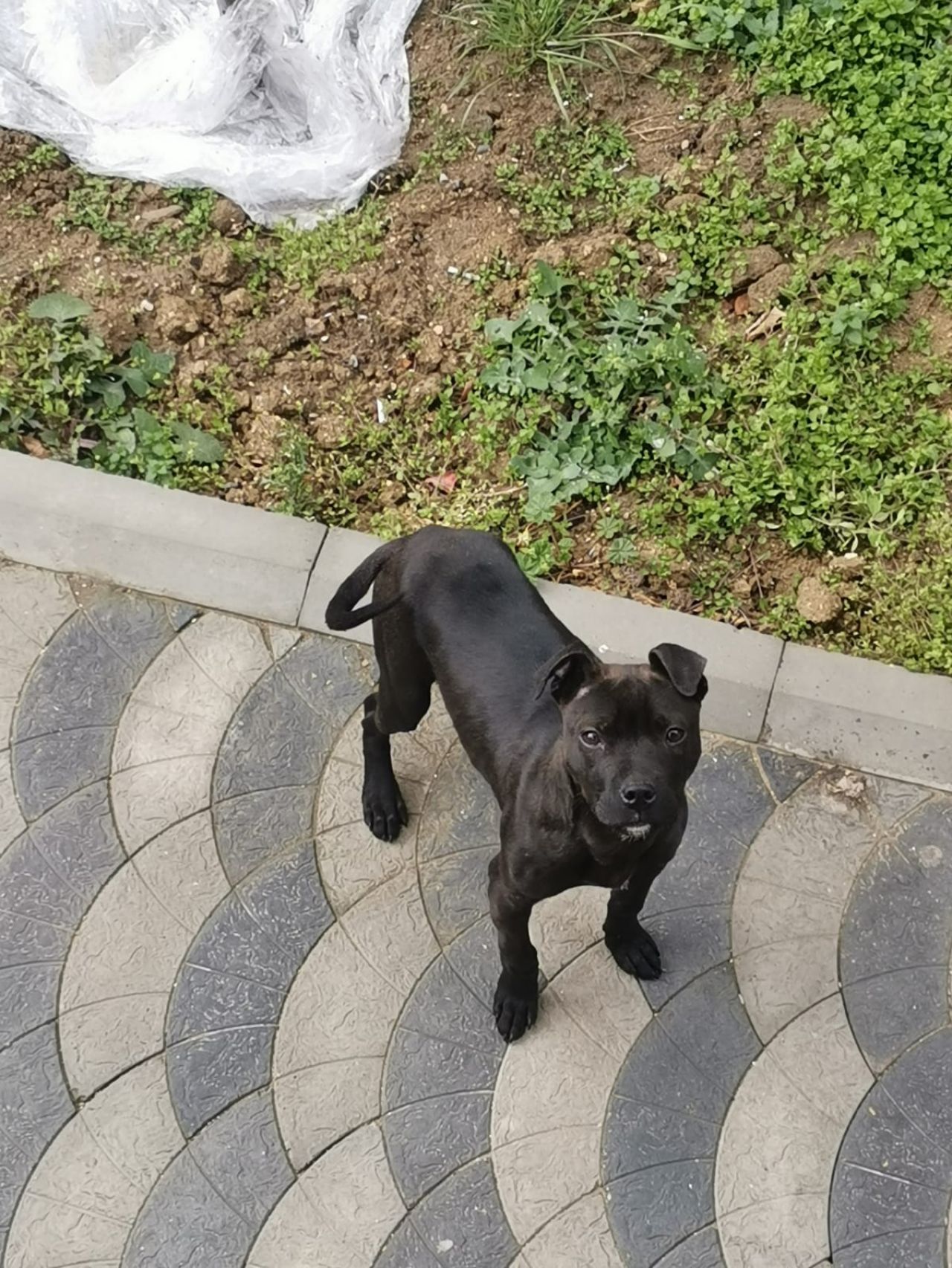 Photo of the dog