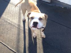 Photo of the dog