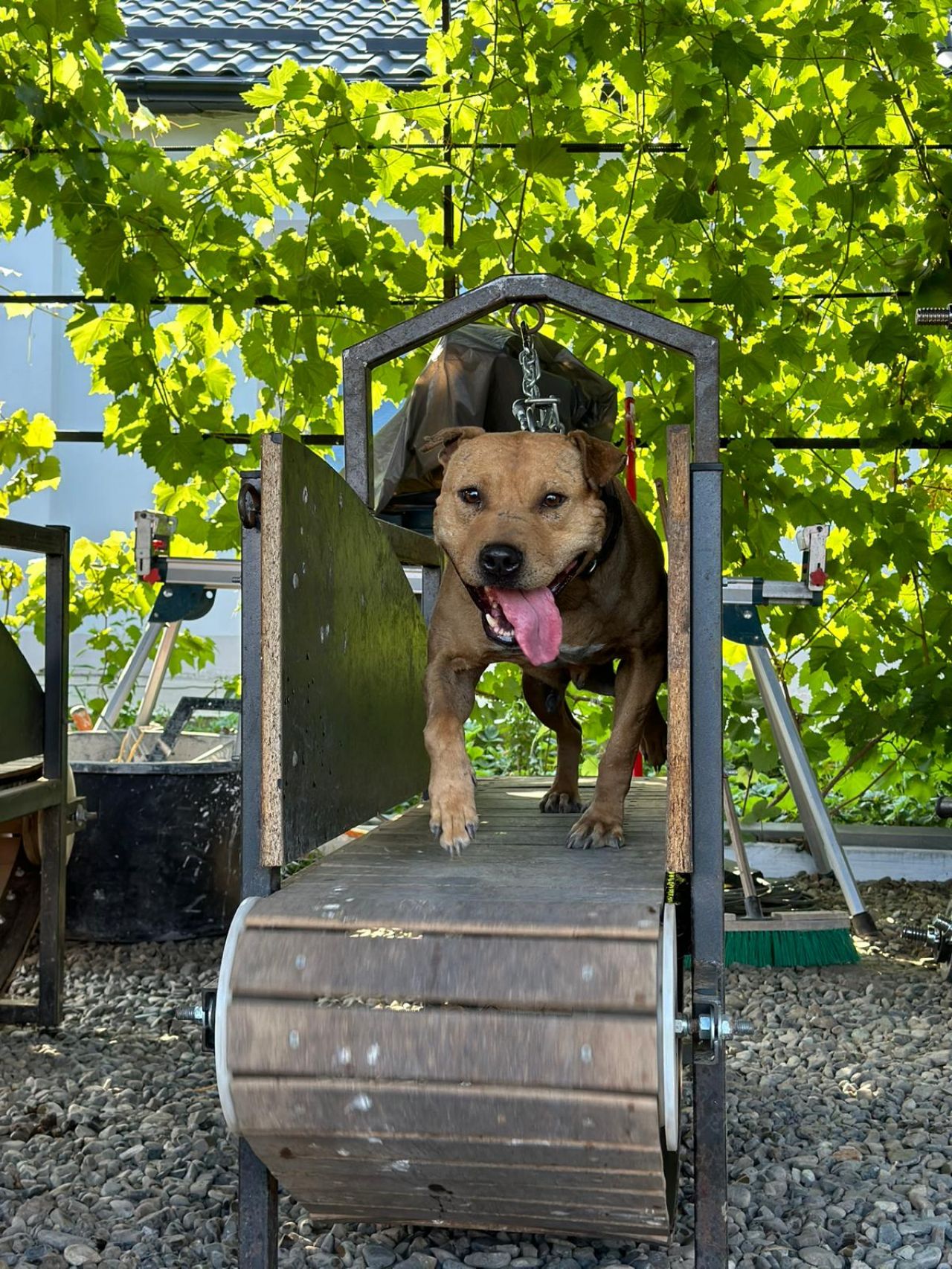 Photo of the dog