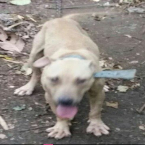 Photo of the dog