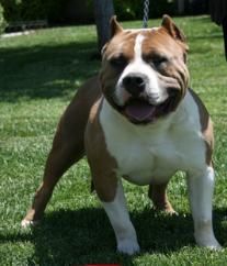 Photo of the dog