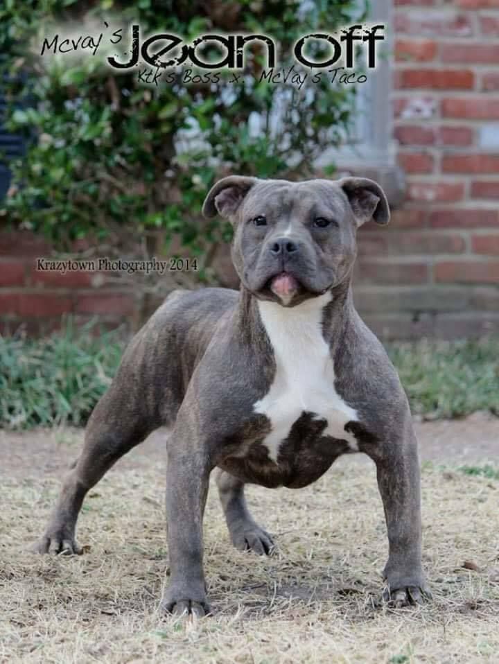 Photo of the dog