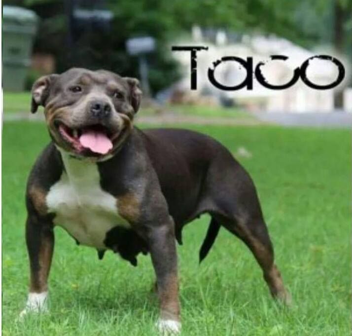 Photo of the dog