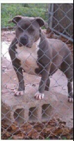 Photo of the dog