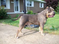 Photo of the dog