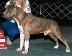 Photo of the dog