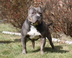 Photo of the dog
