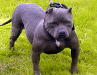 Photo of the dog