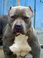 Photo of the dog