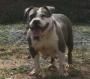 Photo of the dog