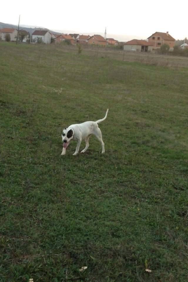 Photo of the dog