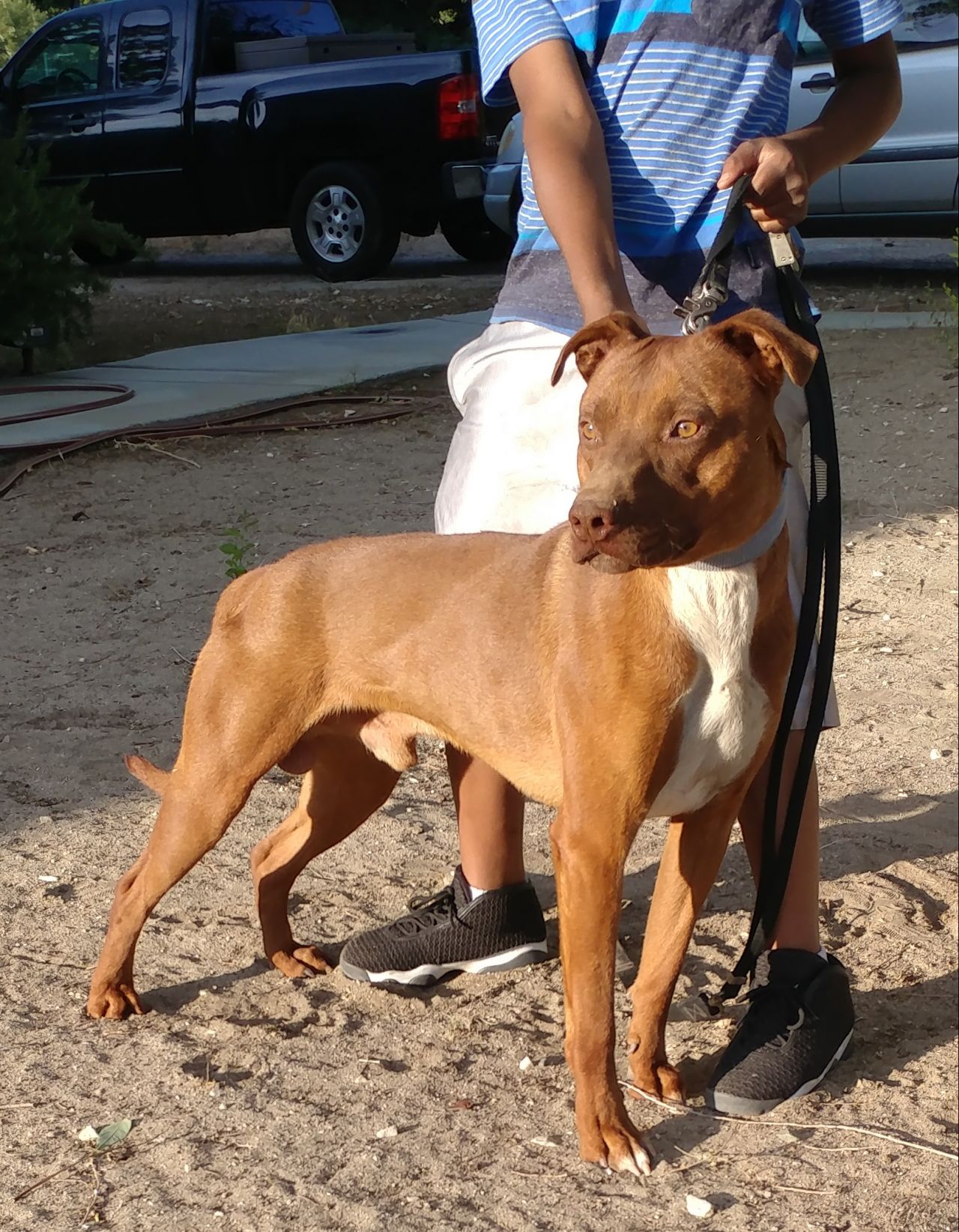 Photo of the dog