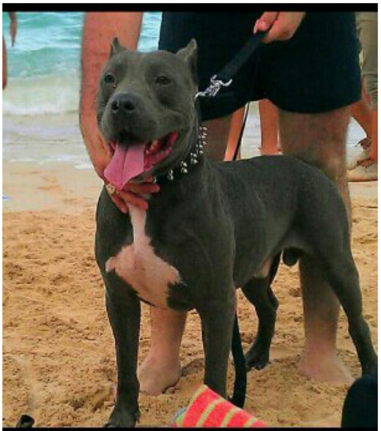 Photo of the dog