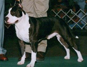 Photo of the dog