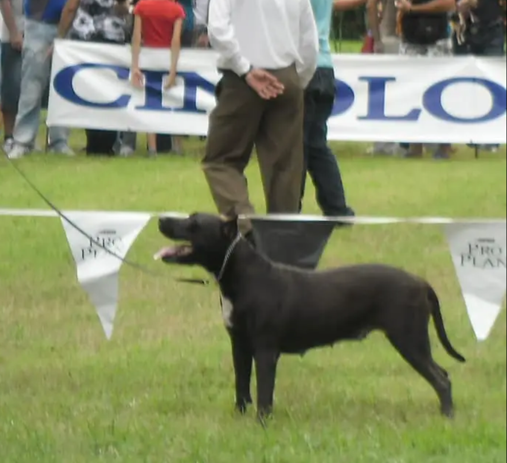 Photo of the dog