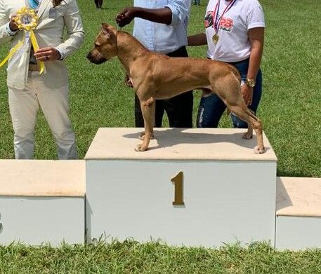 Photo of the dog