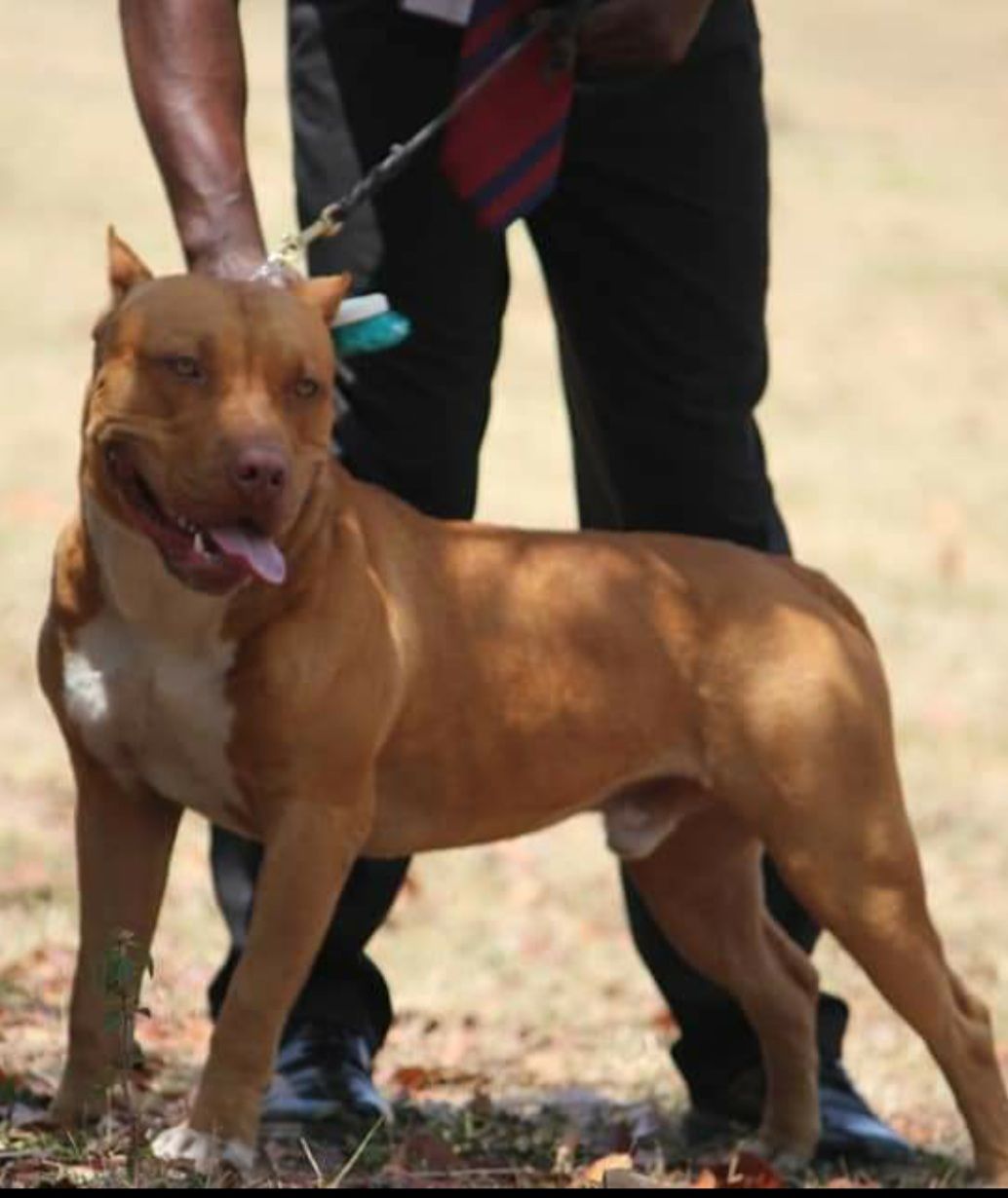 Photo of the dog