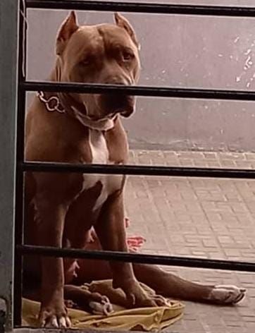 Photo of the dog