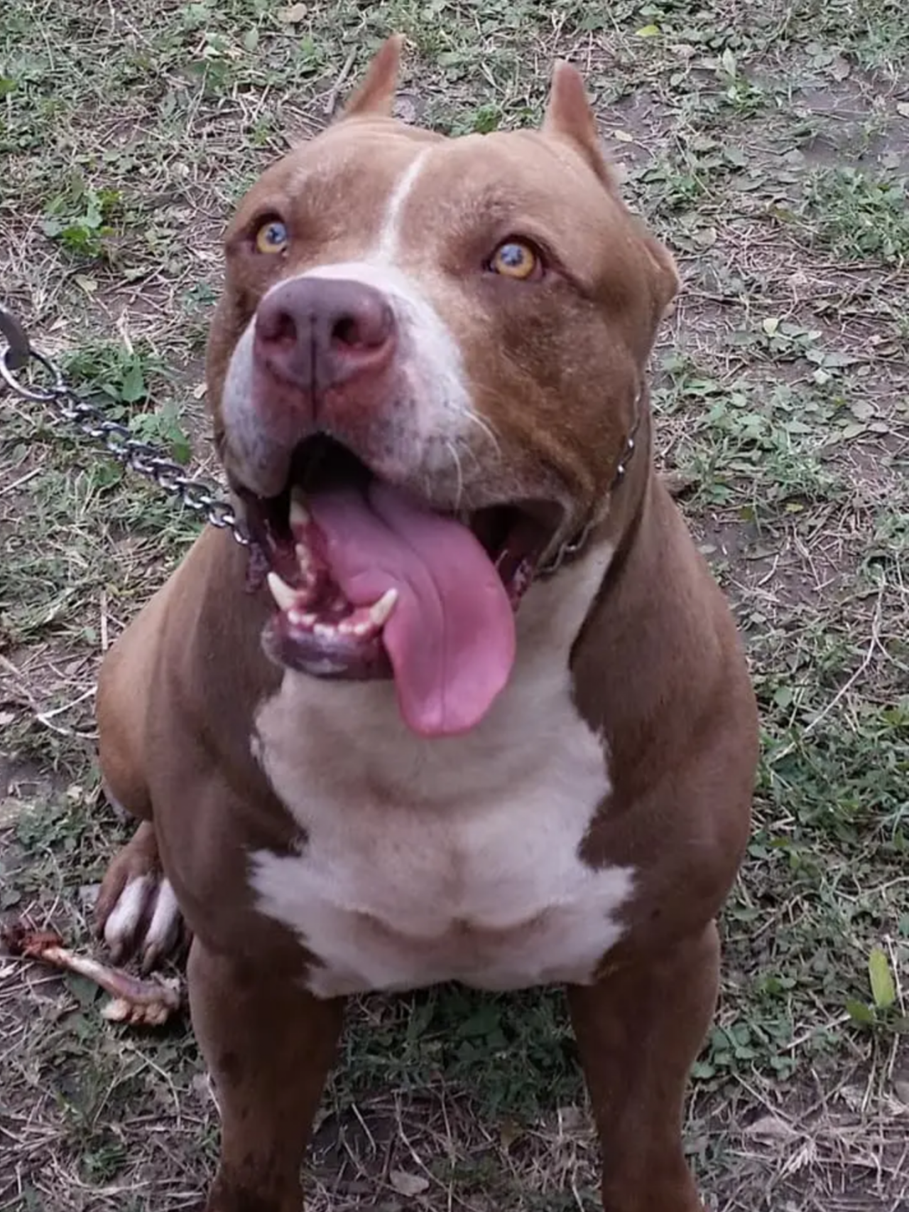 Photo of the dog