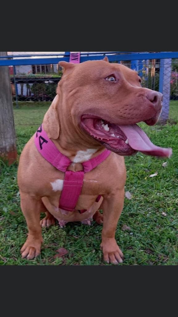 Photo of the dog