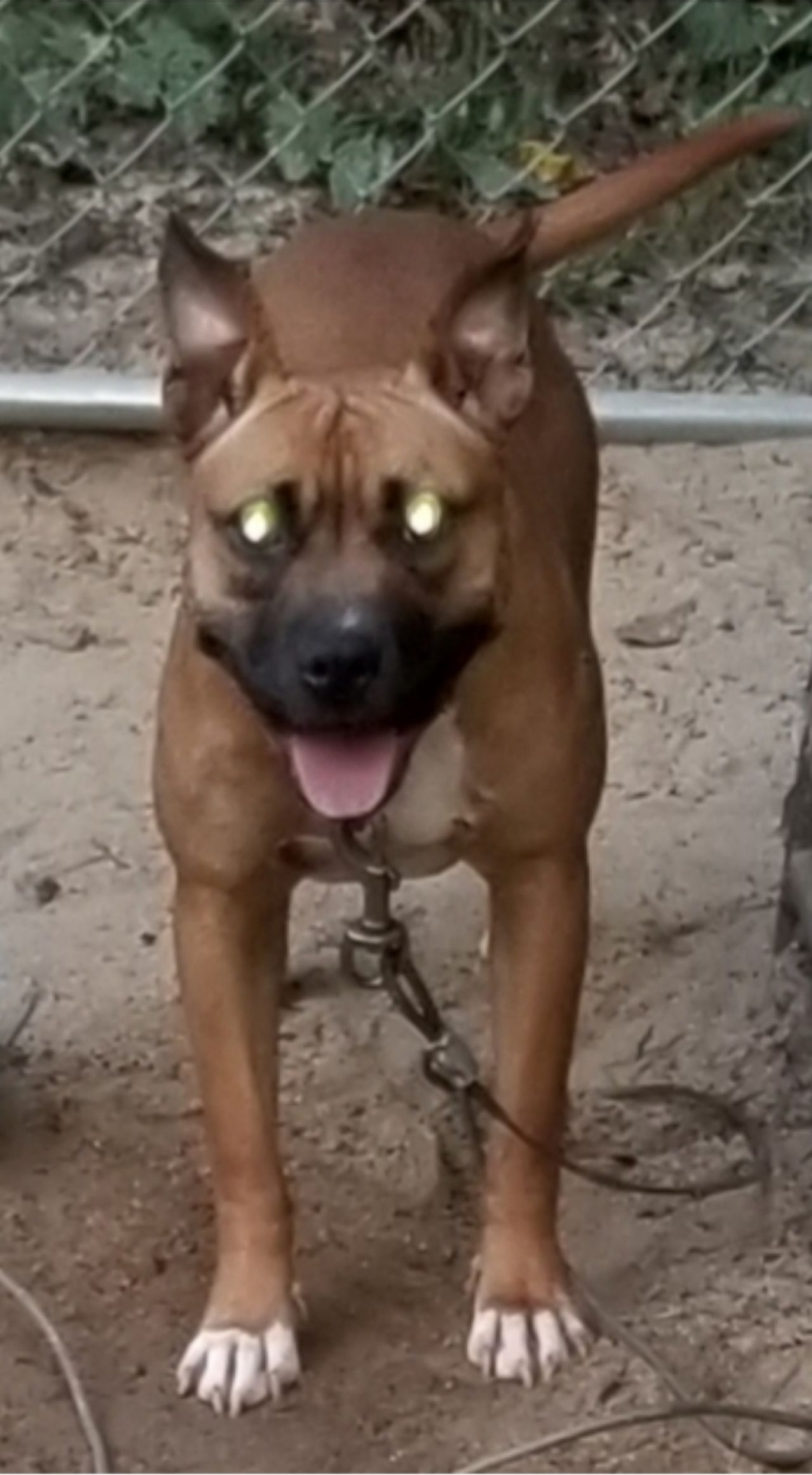 Photo of the dog