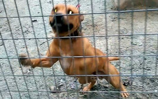 Photo of the dog
