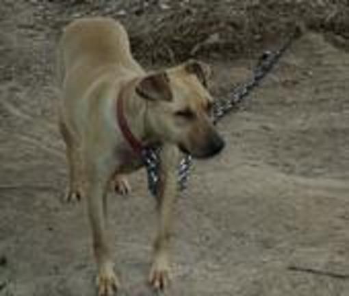 Photo of the dog