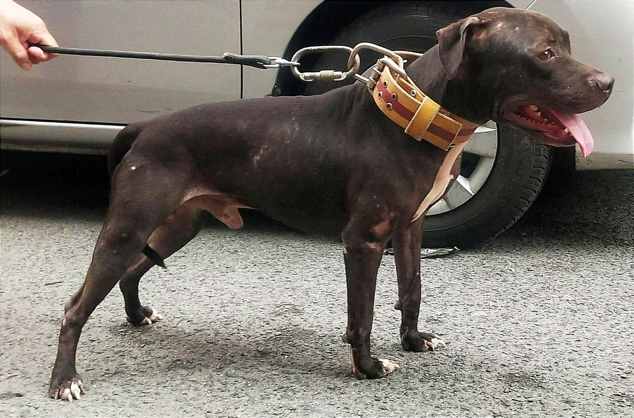 Photo of the dog