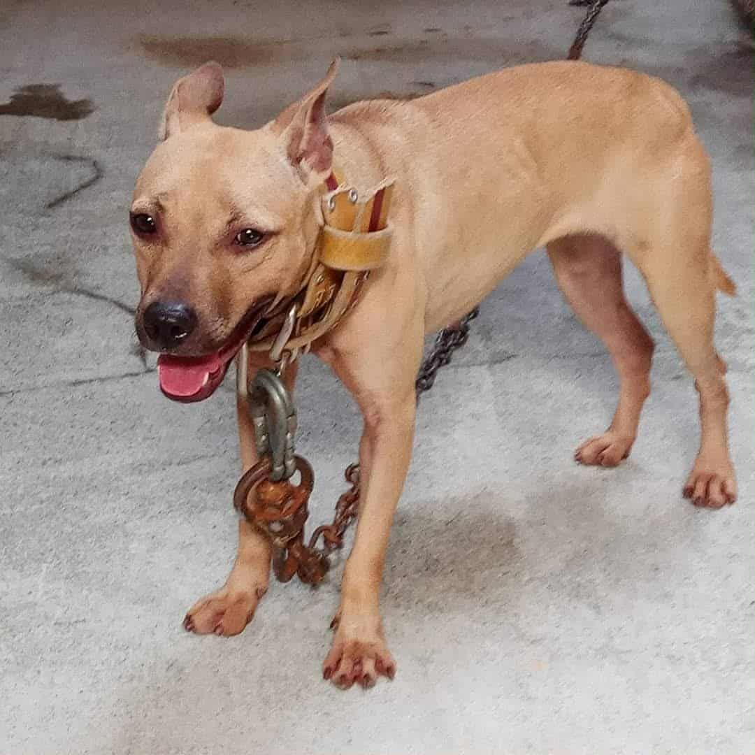Photo of the dog