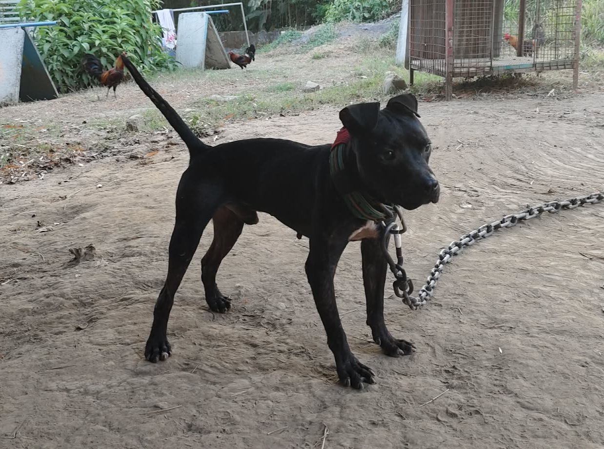 Photo of the dog