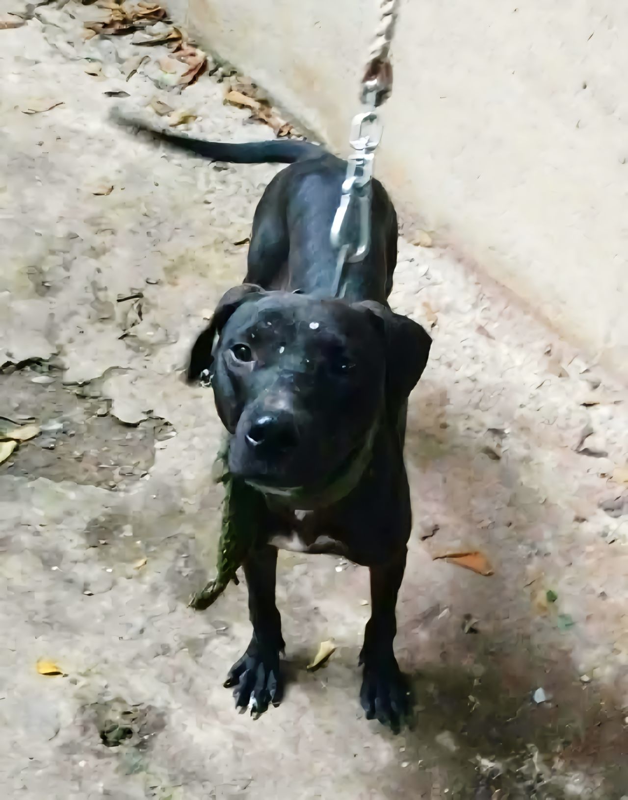 Photo of the dog