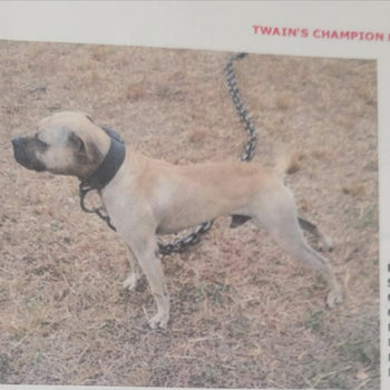 Photo of the dog