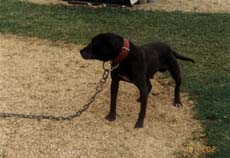 Photo of the dog
