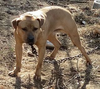 Photo of the dog