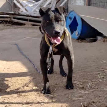 Photo of the dog