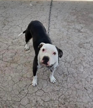 Photo of the dog