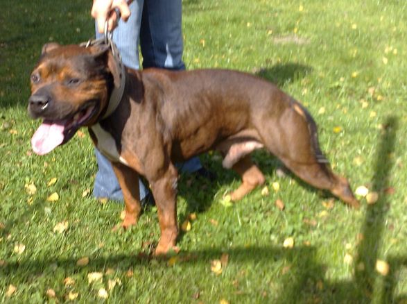Photo of the dog