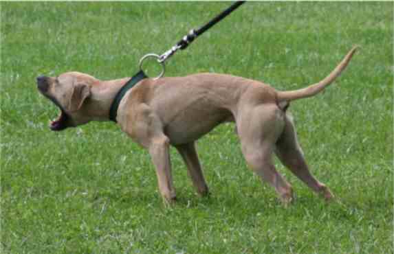 Photo of the dog