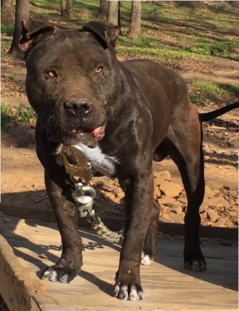 Photo of the dog