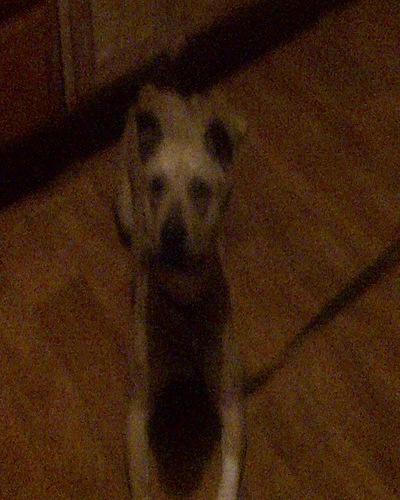 Photo of the dog